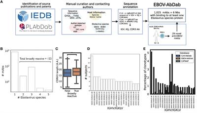 Computational mining of B cell receptor repertoires reveals antigen-specific and convergent responses to Ebola vaccination